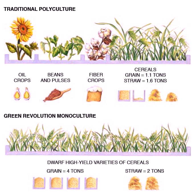 Dominant Plants MESOAMERICAN Research Center